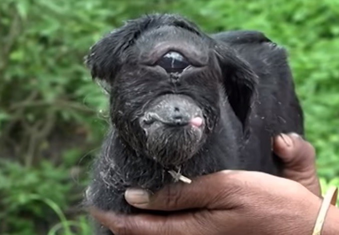 Video: la cabra cíclope que sorprende a la India | Curiosidades