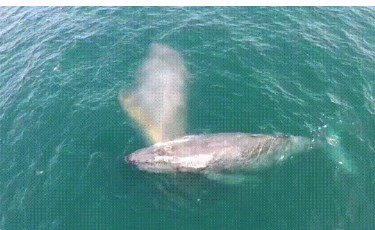Viral eterno: el arco iris de la ballena volvió a enloquecer a todos | Curiosidades
