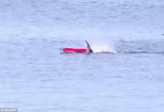 Video escalofriante: el ataque de un tiburón blanco a un hombre que navegaba en kayak | Curiosidades