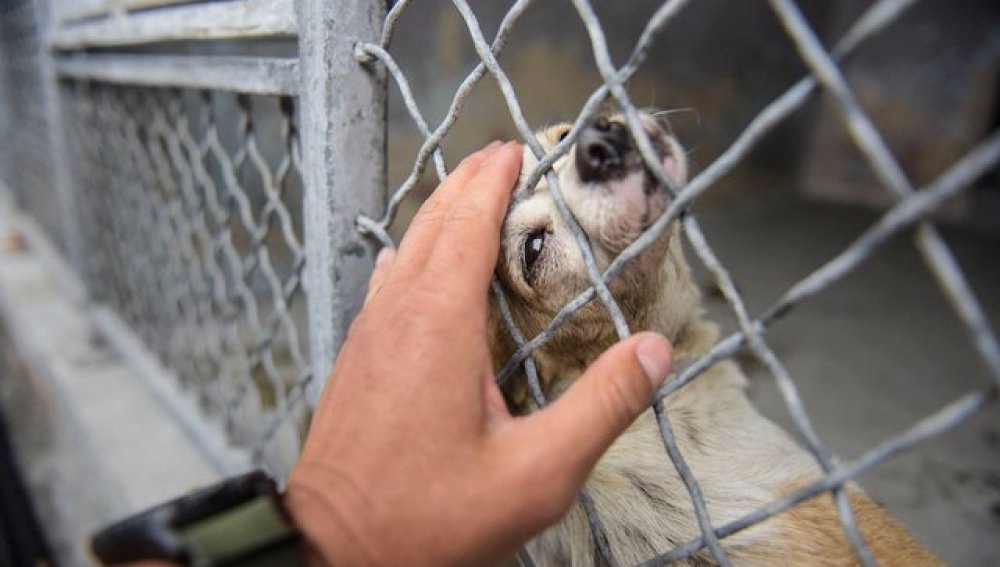Una perra que apenas puede moverse pide a los visitantes del refugio de animales que la acaricien | Curiosidades