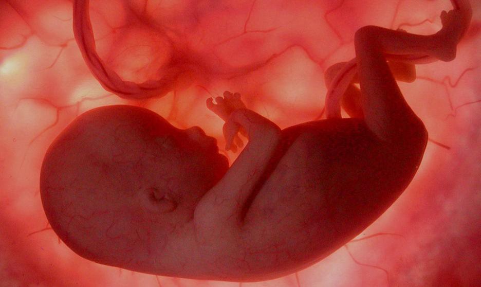 Antes de nacer, los fetos ya reconocen caras | Curiosidades