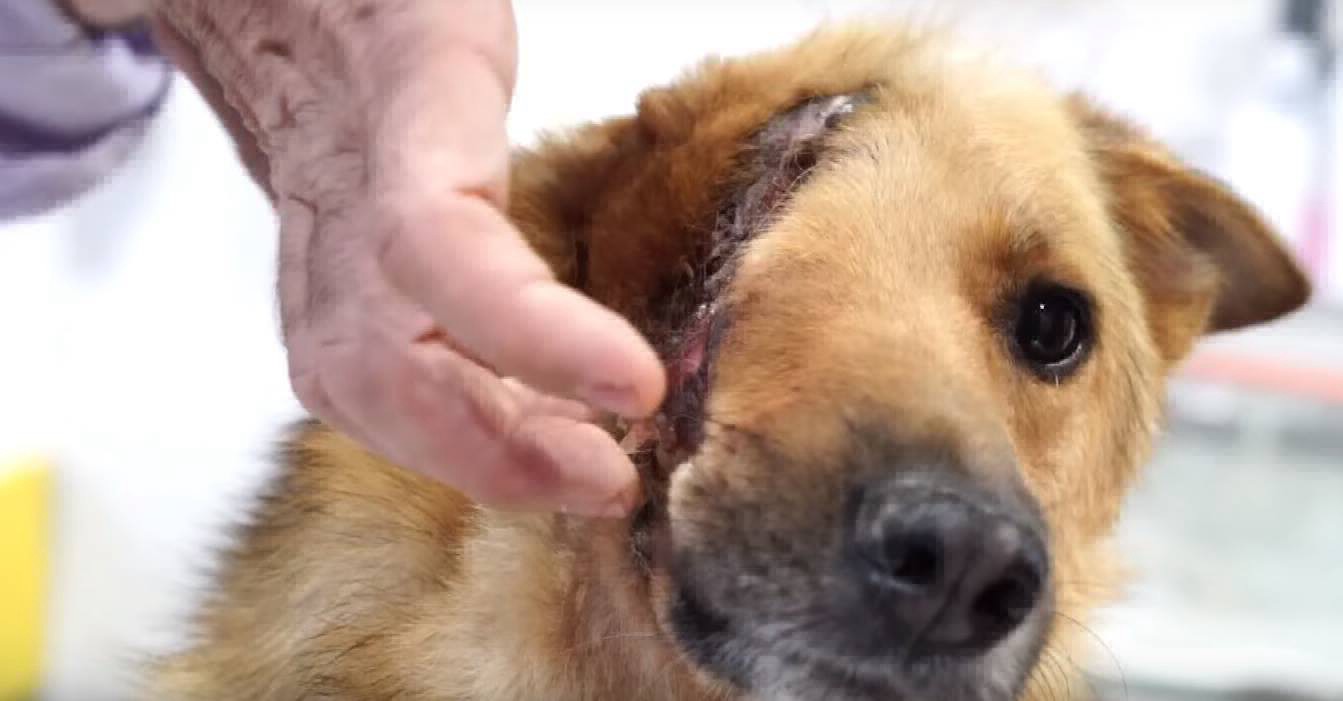 Piden ayuda para operar a Sky, el perro que sólo tiene medio cráneo | Curiosidades