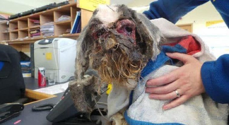 Fotos antes y después: el perro sucio que tuvo que ser anestesiado para poder pelarlo | Curiosidades