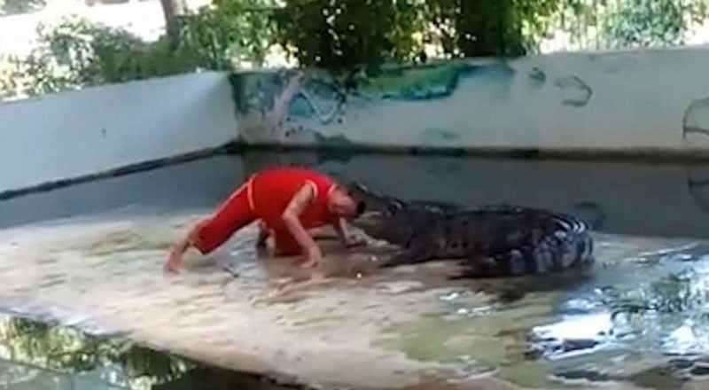 Video escalofriante: el ataque de un cocodrilo a su cuidador durante un show | Curiosidades