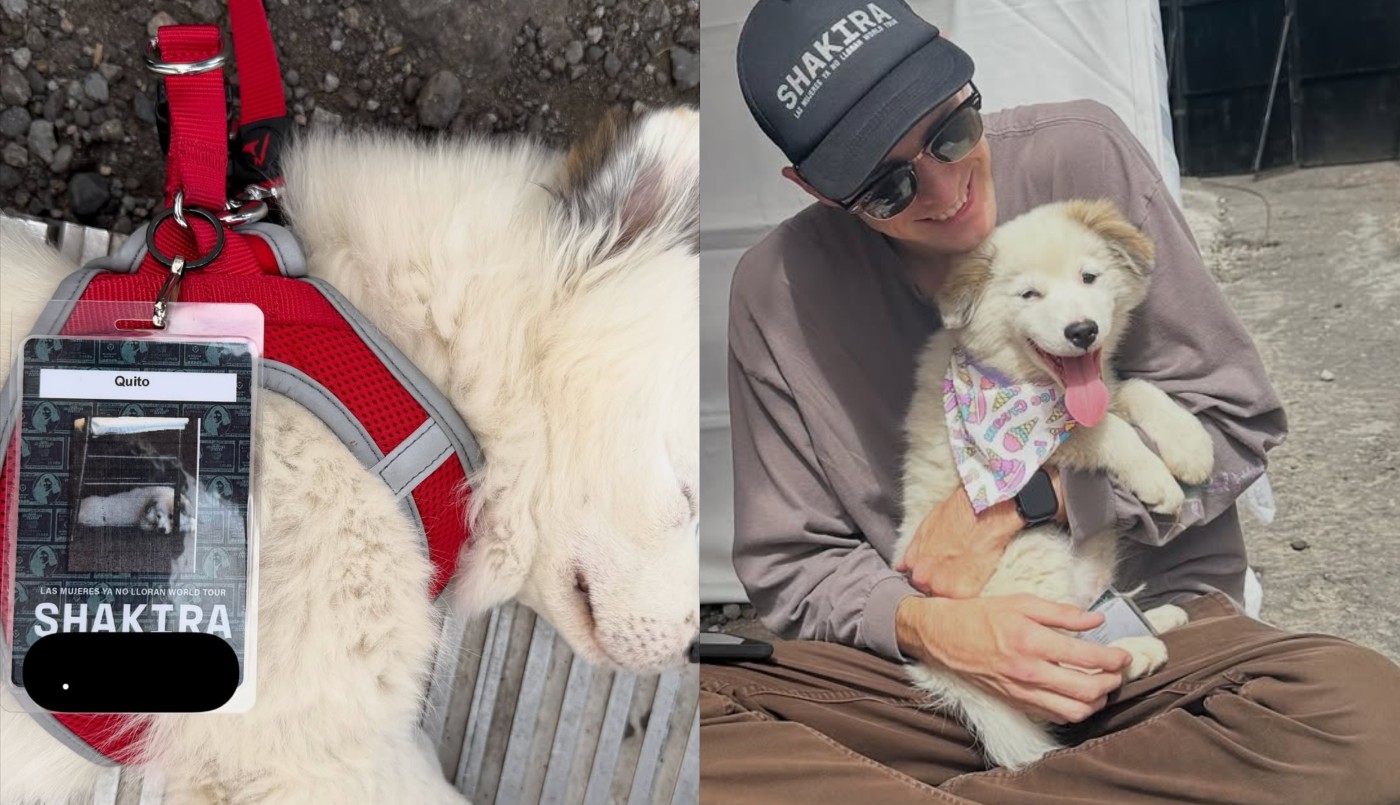 La conmovedora historia de Quito, el perro que vivía en la calle y ahora recorre el mundo junto a Shakira | Espectáculos