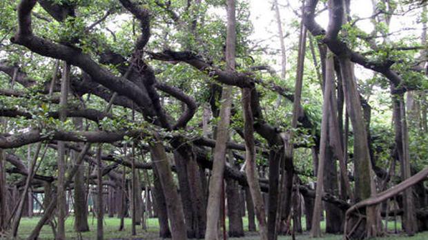 El misterioso bosque de la India formado por un sólo árbol | Curiosidades