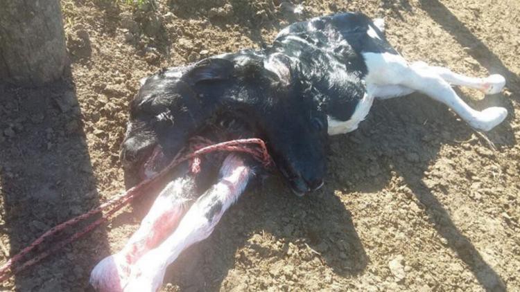 Impactante: nació un ternero con dos cabezas en Córdoba | Curiosidades