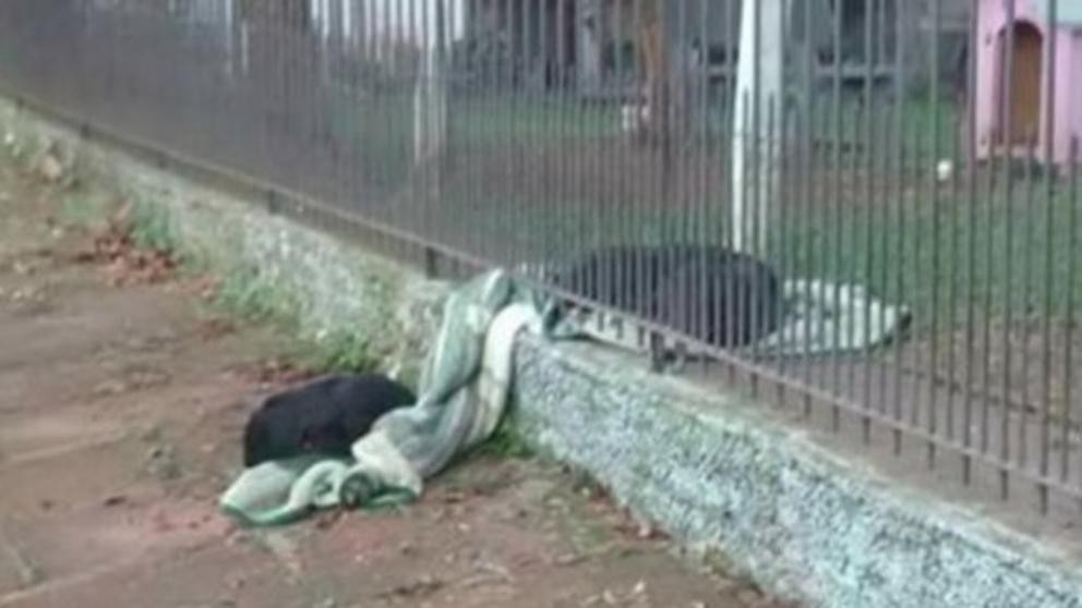 La perra que compartió su manta con un perro callejero | Curiosidades
