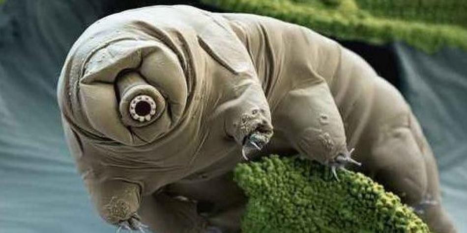 Este sería el último animal que sobreviviría la extinción de la vida en la Tierra | Curiosidades