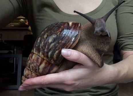 Sorpresa y terror en Estados Unidos por la aparición de un caracol gigante | Curiosidades