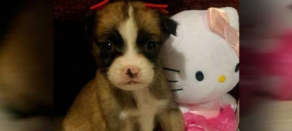 Carta conmovedora: la nena de 7 años a la que sus padres obligaron a abandonar a su perrita | Curiosidades