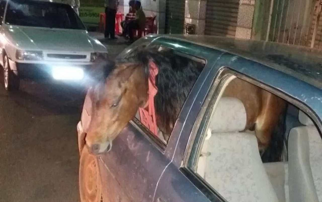 ¡De no creer! Un hombre manejaba borracho con un pony en el asiento de atrás del auto | Curiosidades