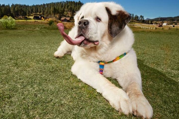 El perro con la lengua más larga del mundo | Curiosidades