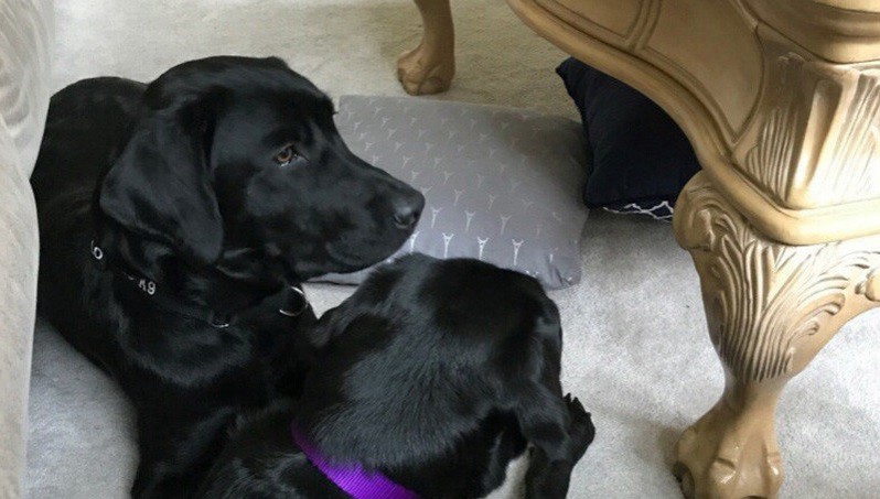 La CIA "despide" a una perrita porque se negaba a trabajar | Curiosidades