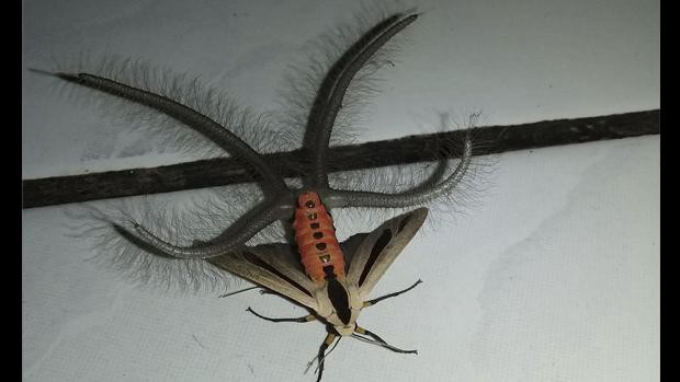 El espeluznante insecto hallado en Indonesia que causó terror en las redes sociales | Curiosidades