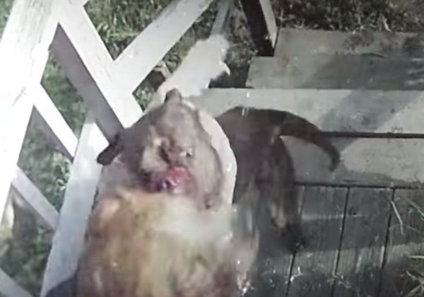 Video brutal: el ataque de un pitbull a otro perro | Curiosidades