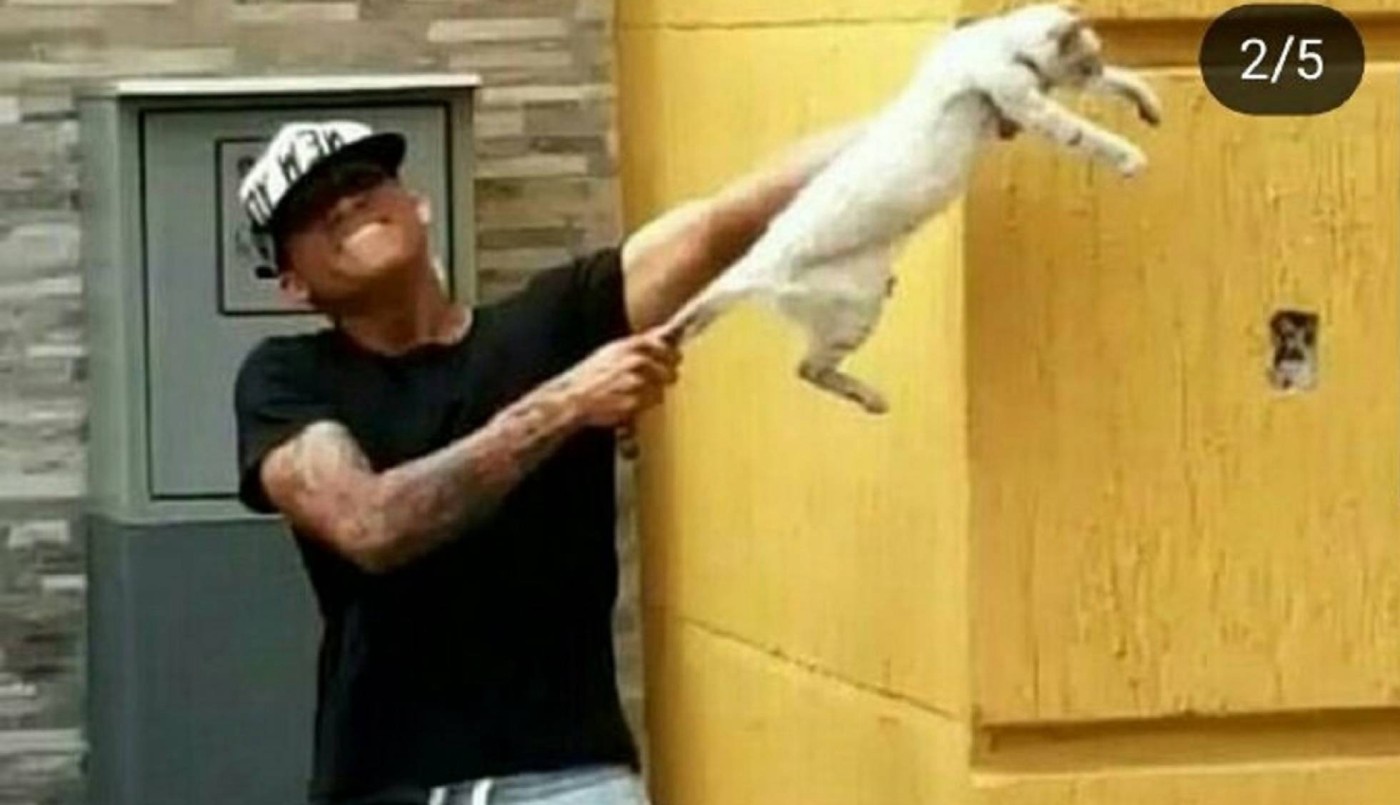 Venezuela: jugadores maltrataron a un gato, lo subieron a Instagram y los echaron del club | Deportes