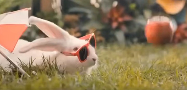 Polonia: el gobierno insta a sus ciudadanos a reproducirse "como conejos" | Curiosidades