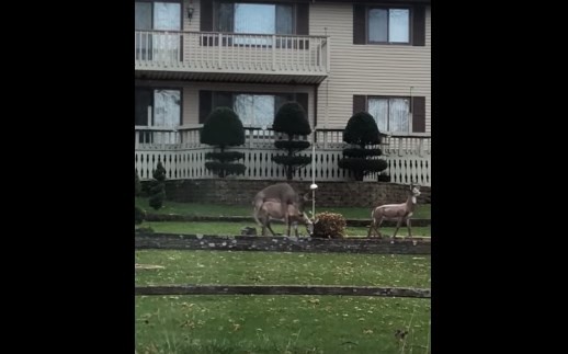 VIdeo viral: el ciervo "confundido" que intentó tener sexo con dos estatuas | Curiosidades