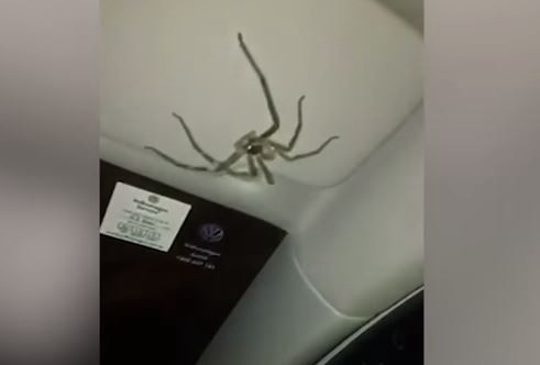 La reacción de una conductora al encontrar una enorme araña sobre su cabeza | Curiosidades