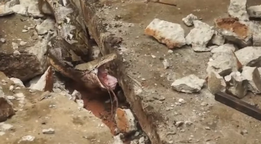 Sintió que vibraba el piso en el patio de su casa, lo rompió a mazazos y el hallazgo fue escalofriante | Curiosidades