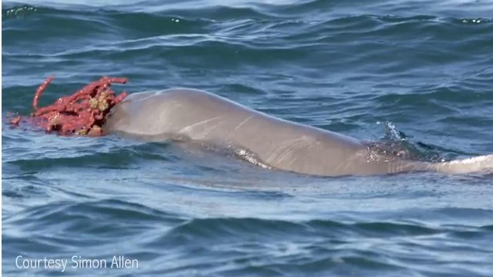 El curioso caso del delfín australiano: seduce a las hembras con regalos | Curiosidades