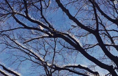 Instalan pinches en los árboles para evitar que los pájaros defequen sobre los autos | Curiosidades