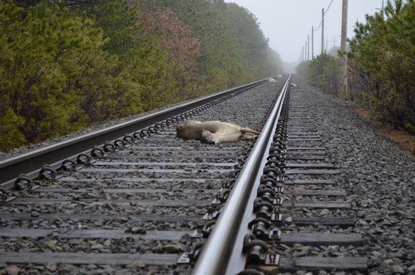 Trenes de alta velocidad "ladran" para espantar a los ciervos y no arrollarlos | Curiosidades