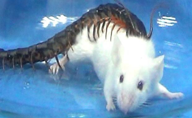 Descubren el secreto del terrible insecto asesino de 100 patas | Curiosidades