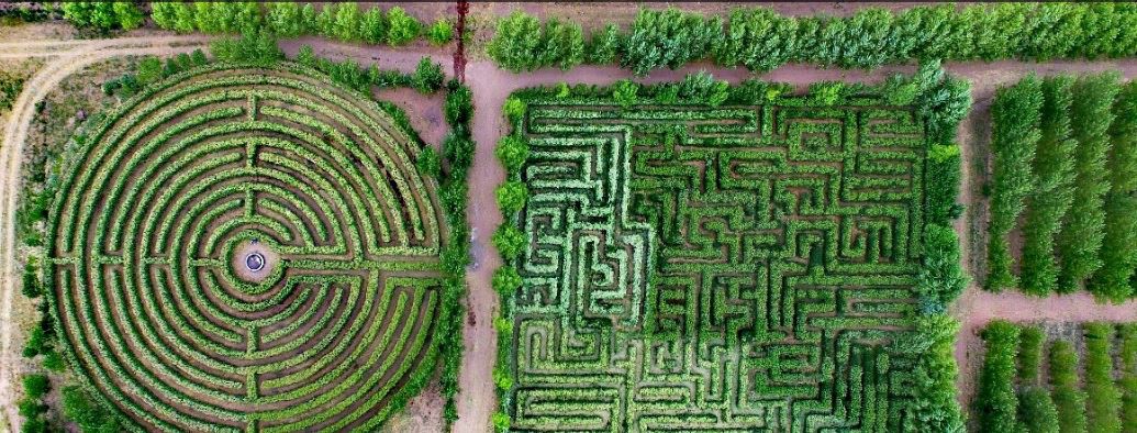 Mendoza: sembró 100 mil plantas y construyó laberintos en su jardín para vecinos y turistas | Curiosidades