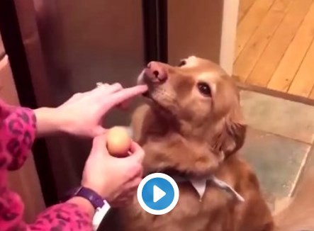 Video viral: el perro que sostiene un huevo con la boca sin romperlo | Curiosidades