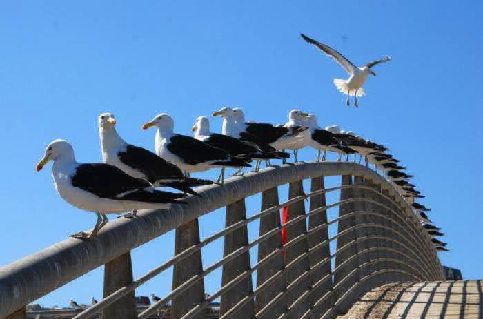 Para reducir la población de gaviotas colocarán alimento con anticonceptivos | Curiosidades
