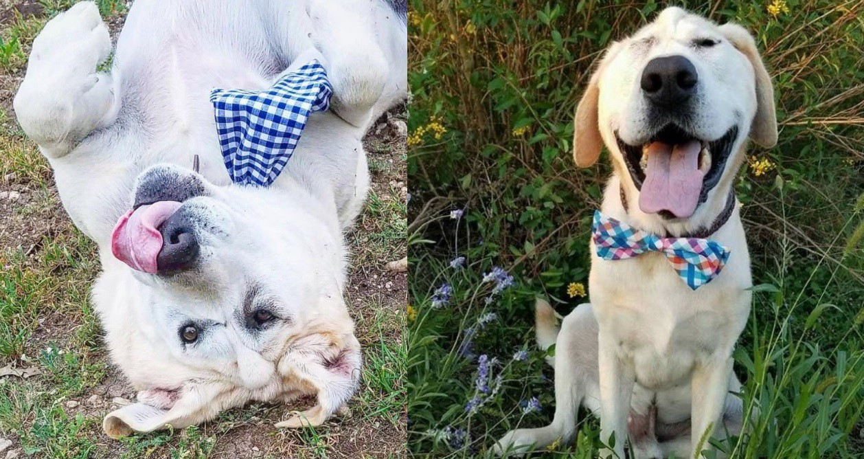 La historia del labrador deforme que no conseguía quien lo adoptara | Curiosidades