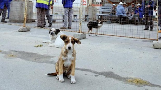 Los perros radiactivos de Chernobyl encontraron nuevo hogar | Curiosidades