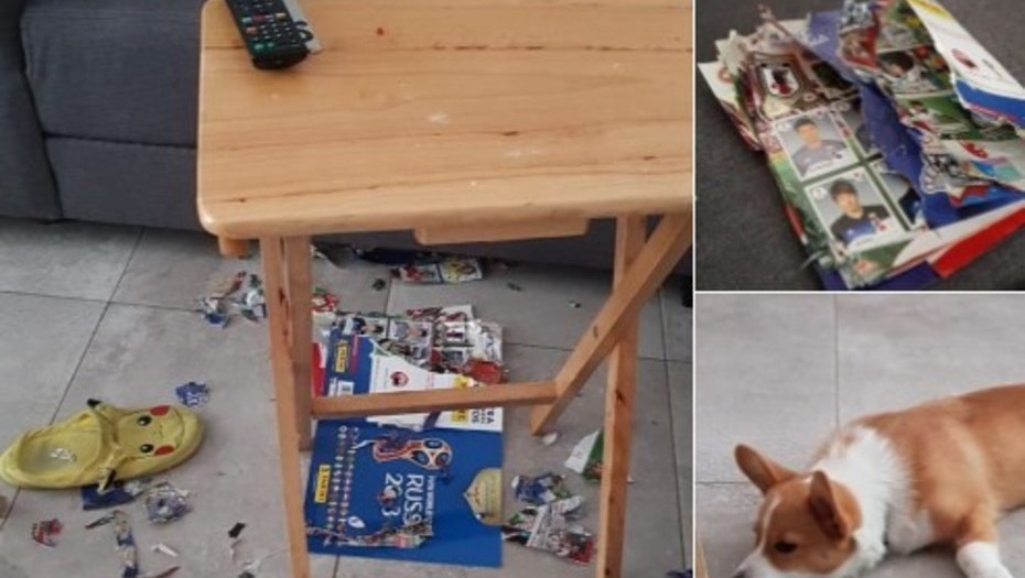 Estaba por llenar el álbum de figuritas del Mundial y se lo destruyó su perro | Curiosidades