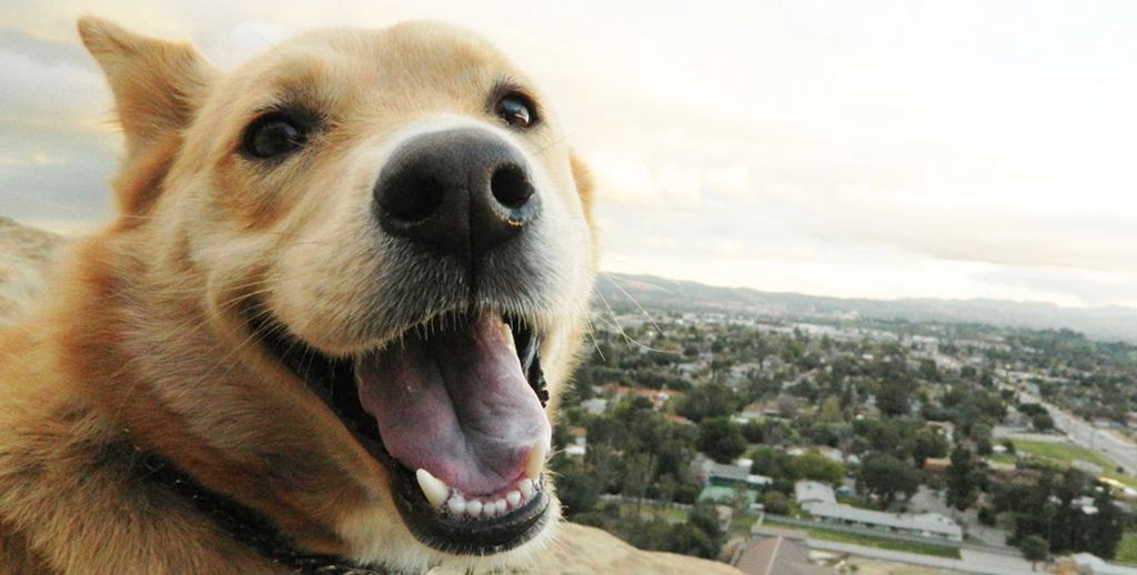 Video conmovedor: el perro que empuja la silla de ruedas de su dueño | Curiosidades