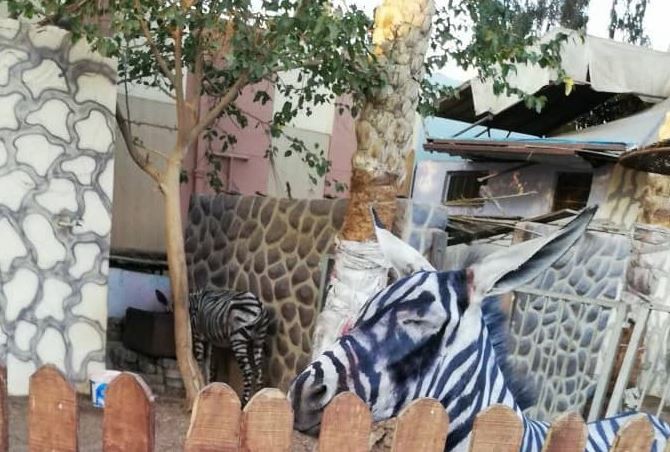 Maltrato animal: en un zoo le pintaron rayas a un burro para que parezca una cebra | Curiosidades