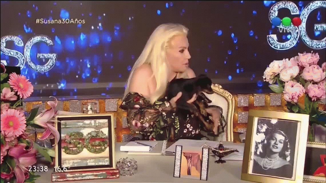 Puede pasar: mirá el blooper de Susana con un perrito durante su programa | Espectáculos
