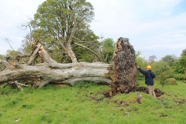Hallan un esqueleto de hace mil años bajo un árbol caido por el viento | Internacionales