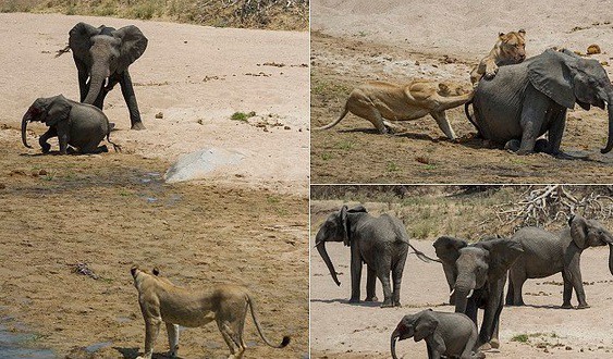 Brutal ataque de dos leones a un elefante bebé | Internacionales