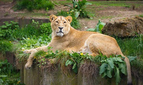 Video: león atacó al dueño de una reserva natural | Internacionales