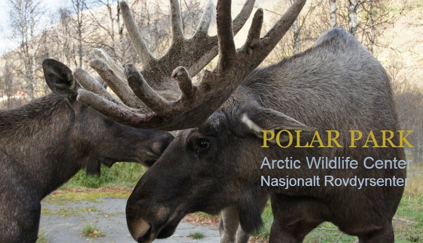 Tras disparar a dos alces, un cazador se dio cuenta que estaba en un zoológico | Internacionales