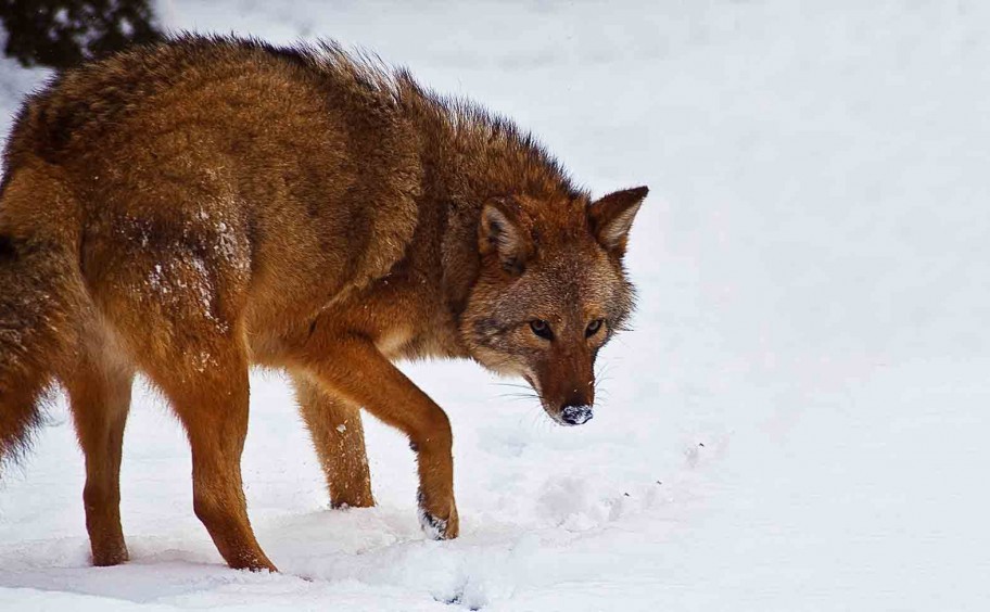 Así es el "loboyote", el depredador "creado" por humanos | Internacionales