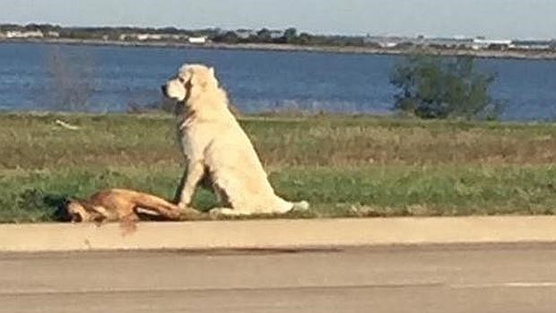 Un perro callejero se niega a abandonar a su compañero muerto | Internacionales