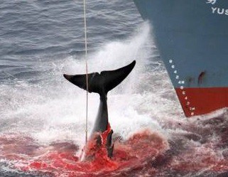 Pese a las críticas, Japón reanuda la caza de ballenas en la Antártida | Internacionales