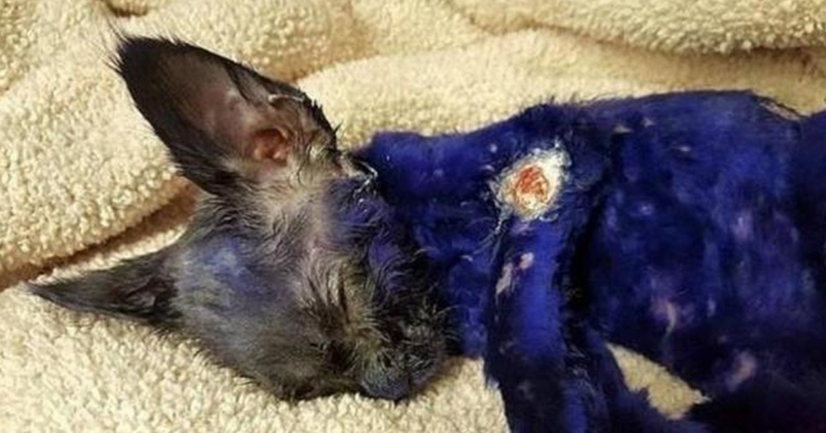 Pidió viajar con su gato de apoyo emocional y debió bajarse del vuelo una adolescente alérgica | Internacionales