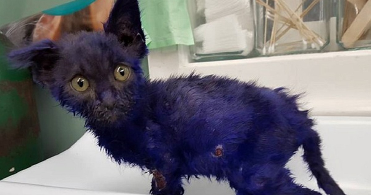 Pitufo, el gato violeta que usaban de juguete en peleas de perros | Internacionales