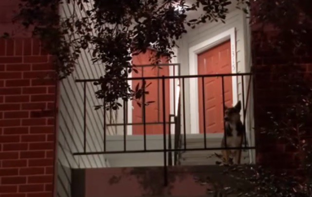 Lo mataron en un asalto y su perro lo esperó durante semanas | Internacionales