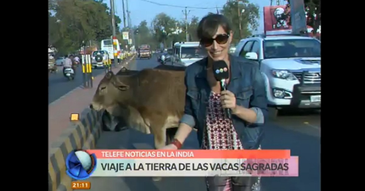 India: la tierra de las vacas sagradas | Internacionales
