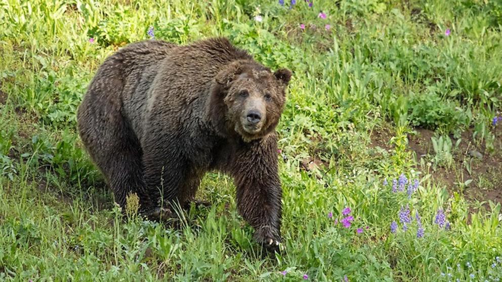 Cazador ilegal mató a "Scarface", emblema de los osos de Yellowstone | Internacionales